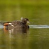 Husice rajska - Tadorna variegata - Paradise Shelduck - putangitangi 4782